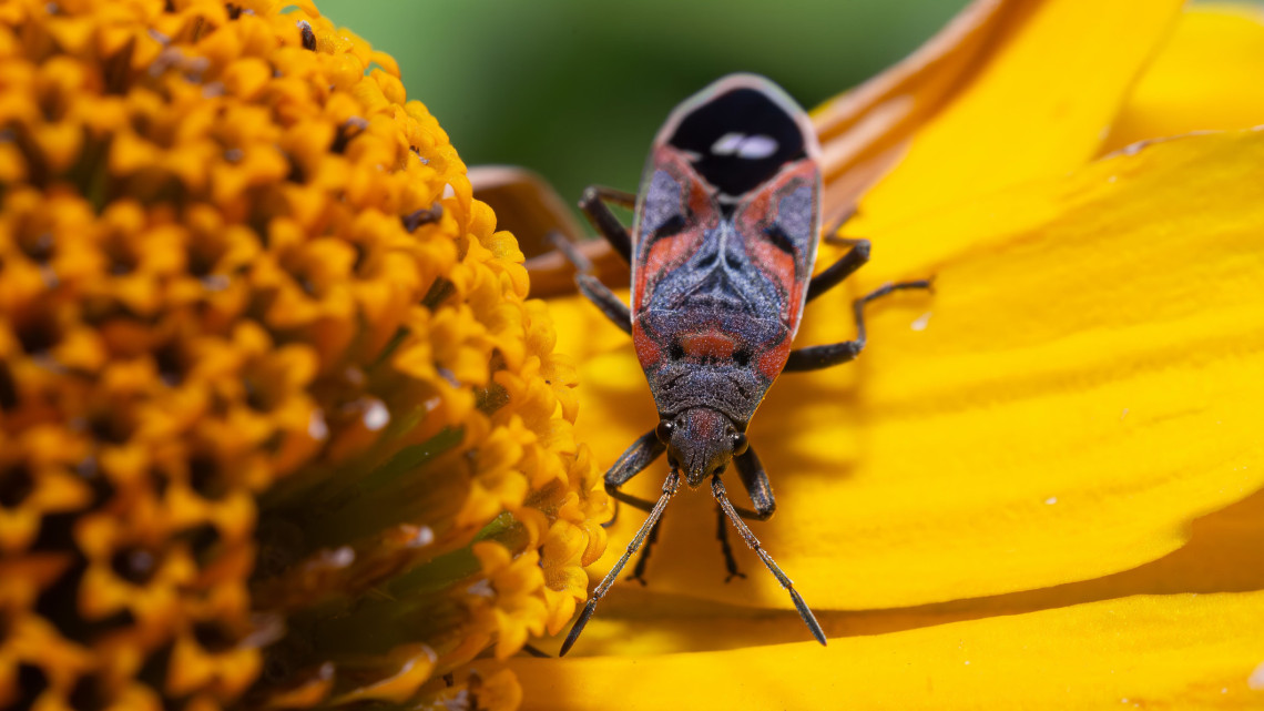 Különleges, éneklő bogarak bújtak elő a kertekben: ne bántsd őket, hasznosak lehetnek