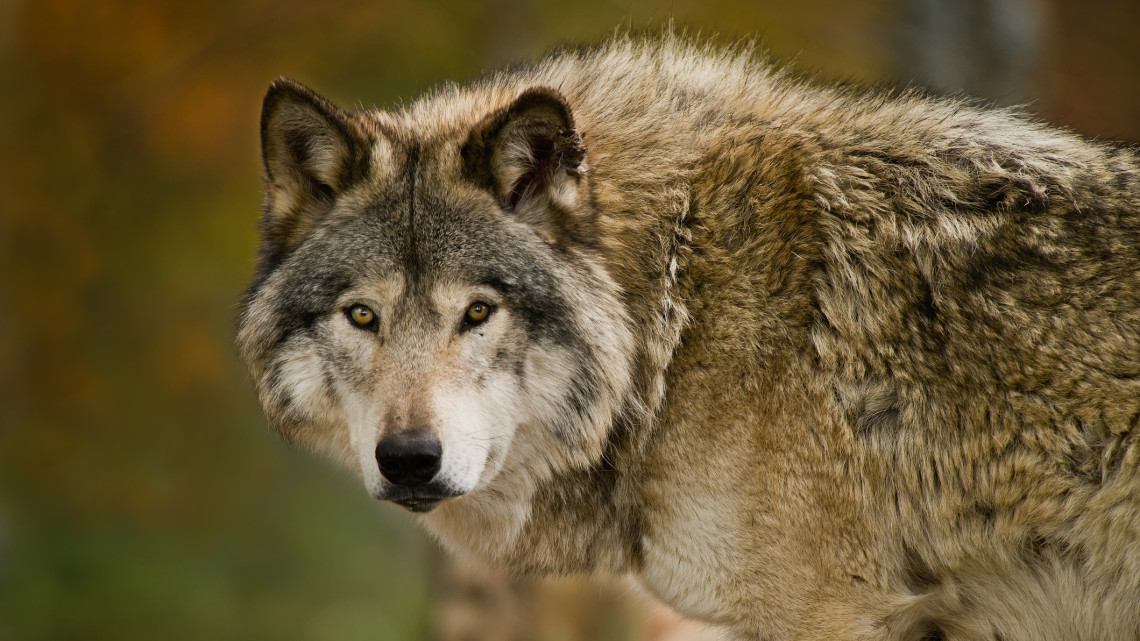Óriási farkas vadászik a magyar erdőkben: itt a videó, az embertől sem fél