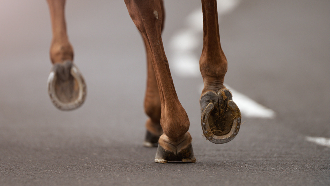 Nem kis riadalmat okozott egy szökött ló Szentendrén: így vágtatott a főutcán + Videó