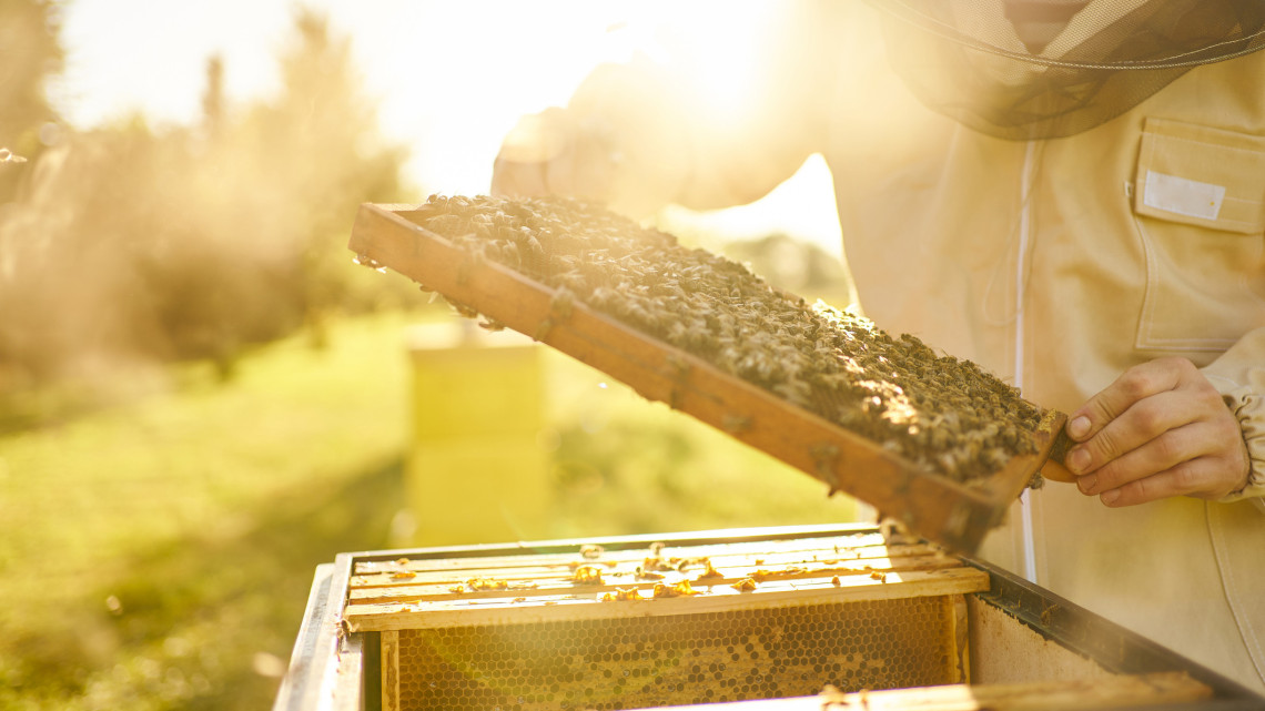Évtizedek óta nem láttak ilyet a magyar méhészek: ez a méz idén igazi ritkaság lesz