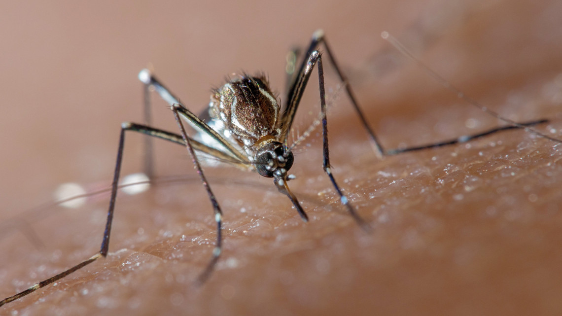 Megjelent a rettegett japán bozótszúnyog és a koreai szúnyog itthon: iszonyatos kórt terjeszthetnek