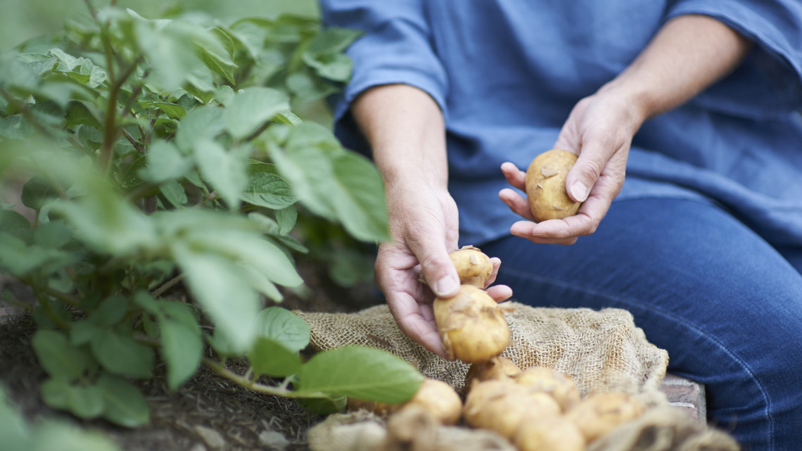 Íme, a sztárkertészek zseniális trükkje: nem kell hozzá kiskert sem, hogy isteni krumplit termelj