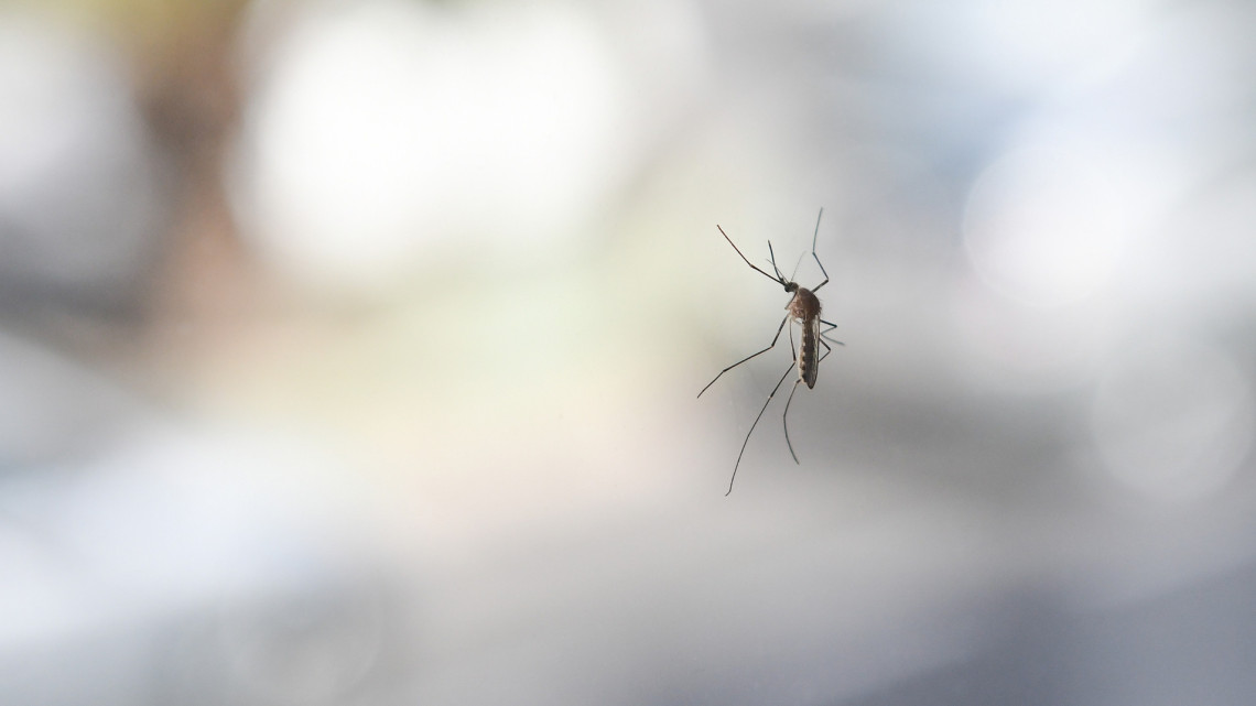 Megkezdődött a harc a szúnyogok ellen: itt már ezen a héten bevetik a biológiai fegyvert