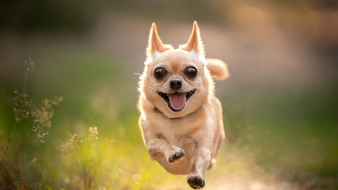 Ezt rengeteg kutyatartó nem tudja: 10 jelzés, ami elárulja, házikedvenced valóban boldog-e