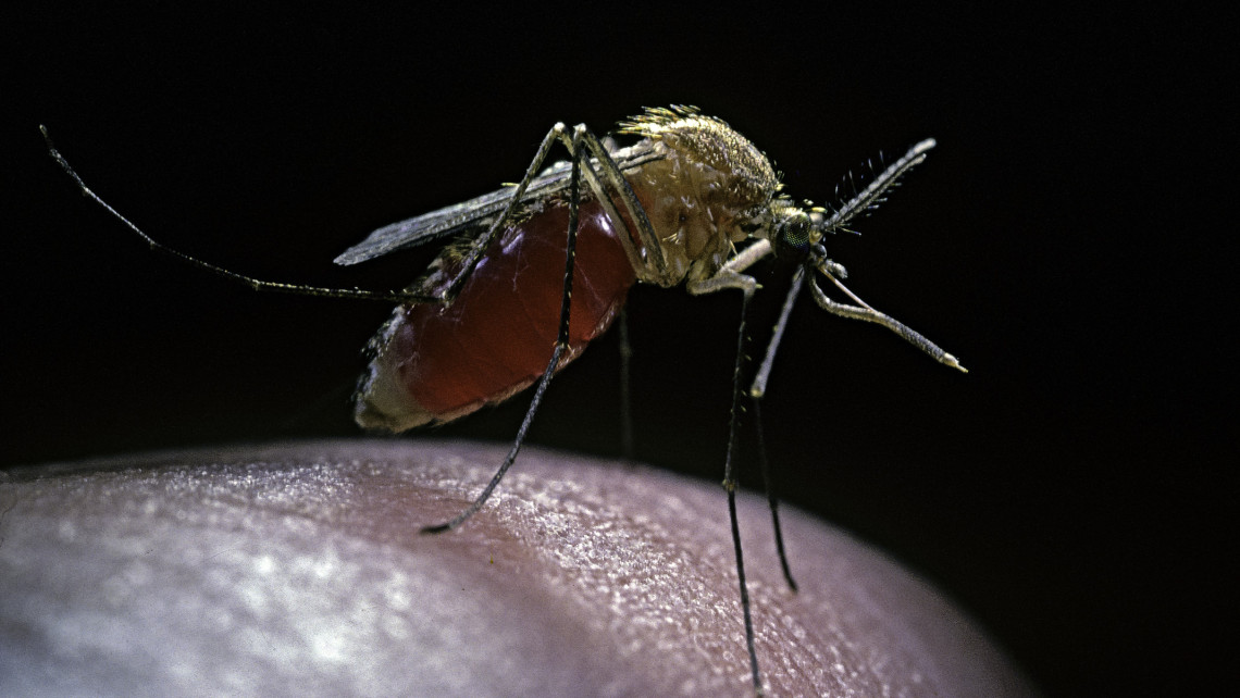 Dübörög a szúnyogirtás vidéken: itt vetnek be a héten biológiai fegyvert a vérszívók ellen