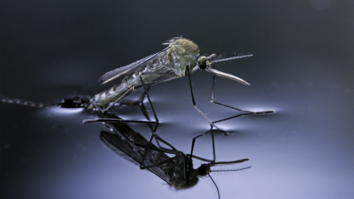 Folytatódik a szúnyoggyérítés vidéken: ezekben a vármegyékben készülődik az akció