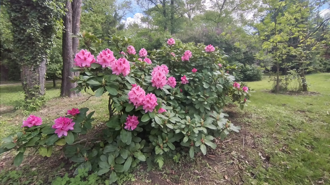 Íme, a vidék bakancslistás kertje: ezer színben virágoznak most a páratlan rododendronok