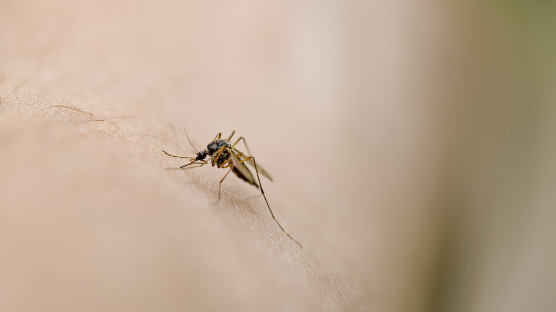 Folytatódik a küzdelem a vérszívók ellen: a héten kilenc vármegyében irtják a szúnyogot